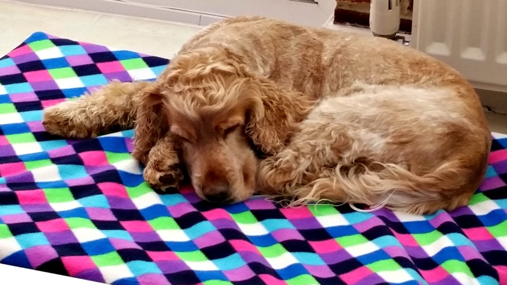 Dog Beds,Memory Foam Dog Bed,Large,Dog beds,Woof Bed,Memory Foam